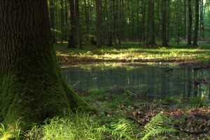 waldteich