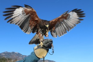 falconry