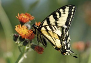 motyl
