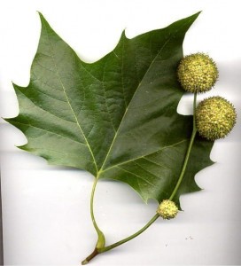 platane